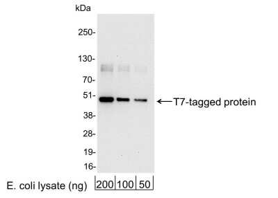 Western Blot: T7 Epitope Tag Antibody [Biotin] [NB600-371B] - 200, 100, or 50 ng of E. coli whole cell lysate expressing a multi-tag fusion protein. Antibody used at 0.04 ug/ml (1:25,000). Detection: Streptavidin-HRP (0.1 ug/ml) and chemiluminescence with an exposure time of 10 seconds.